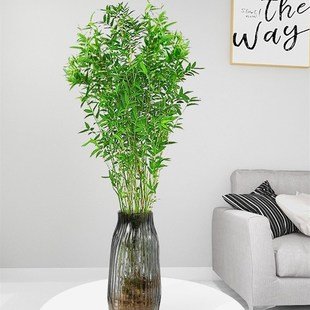 水培植物米竹盆栽室内带根水养小叶凤尾竹鱼缸用绿植矮化禅意盆景