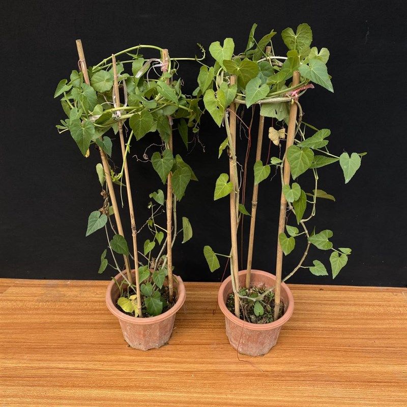 爬藤植物珠帘藤苗 阳台庭院盆栽锦屏藤 珠帘藤苗 一帘幽梦富贵帘
