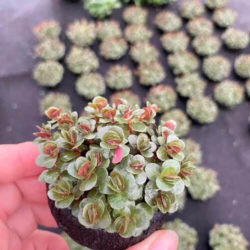 越南紫宫廷小坨草鱼缸造景水草场直发懒人水培增氧后景淡水草植物