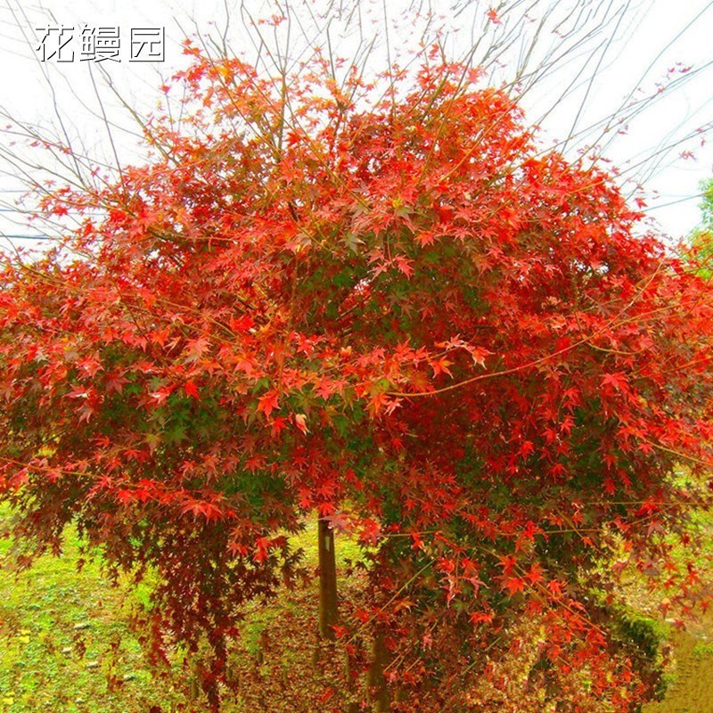 鸡爪槭树苗青枫树苗青枫小苗青枫苗红枫嫁接砧木绿化苗木庭院植物