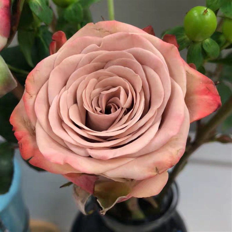 卡布奇诺月季花苗开花玫瑰小苗四季盆栽花卉爬藤植物蔷薇树苗绿植,鲜花速递/花卉仿真/绿植园艺,月季/蔷薇/玫瑰,淘宝优惠券,粉丝福利购,淘宝优惠卷