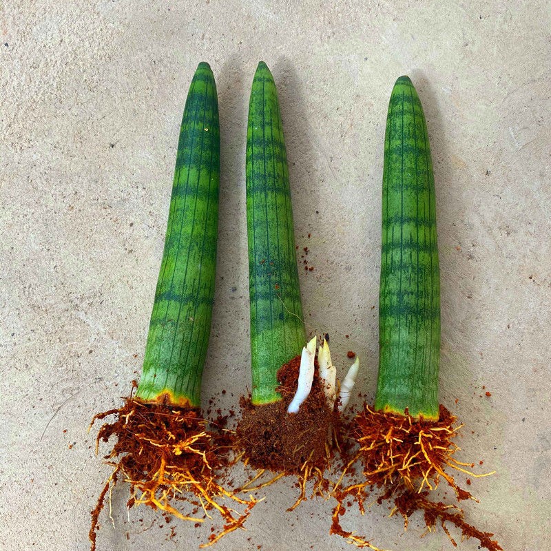 【佛前香】棒叶虎皮兰室内植物四季绿植盆栽花卉养不死的花卉耐活