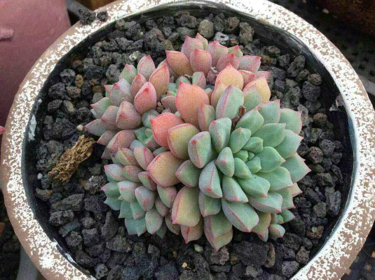 天然黑色火山石多肉铺面石颗粒水族造景伴土富士砂黑钢砂黑火山石,鲜花速递/花卉仿真/绿植园艺,介质/营养土,淘宝优惠券,粉丝福利购,淘宝优惠卷