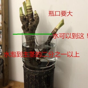 好成活!竖养滴水观音千手盆景水培土培植物横养养水养好养绿植物