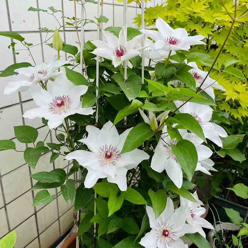 晴山铁线莲花盆栽爬藤植物大苗白色单瓣大花藤本花卉无刺攀爬耐热,鲜花速递/花卉仿真/绿植园艺,绣球/木绣球/木本植物,淘宝优惠券,粉丝福利购,淘宝优惠卷