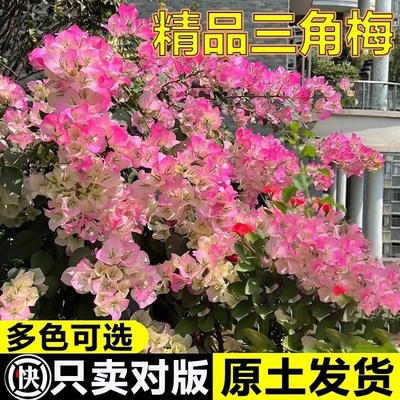 三角梅重瓣四季开花带花老桩大树盆栽苗绿樱勤花花卉植物好养的花