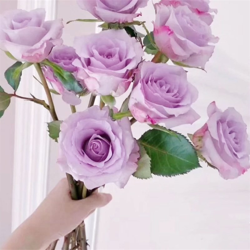 海洋之歌玫瑰直批花束基地直供直发家用斗南花市云南花卉鲜花紫色