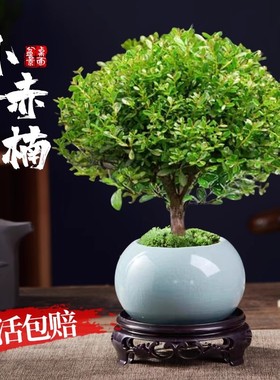 小叶赤楠老桩苗紫檀微景观水培办公室四季好养金丝楠木小绿植桌面