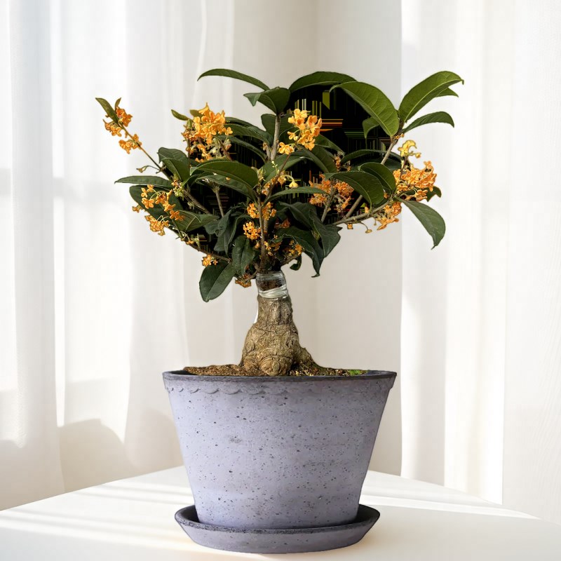 红天香台阁桂花树苗盆栽老桩盆景花卉植物室内阳台四季开花老桩