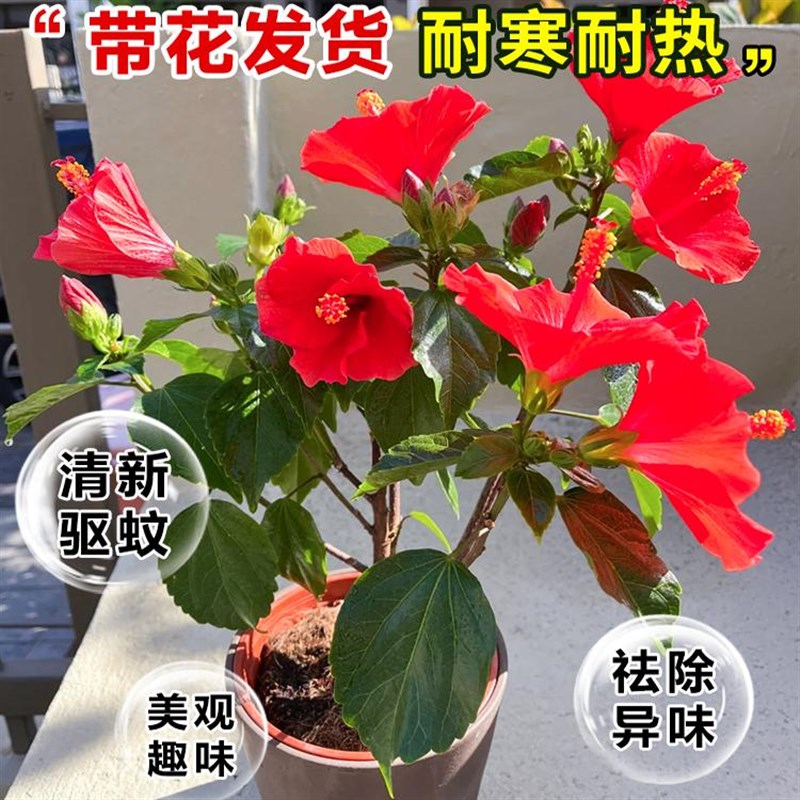 扶桑花盆栽庭院树苗鲜花阳台绿植花卉植物室内花四季朱木槿