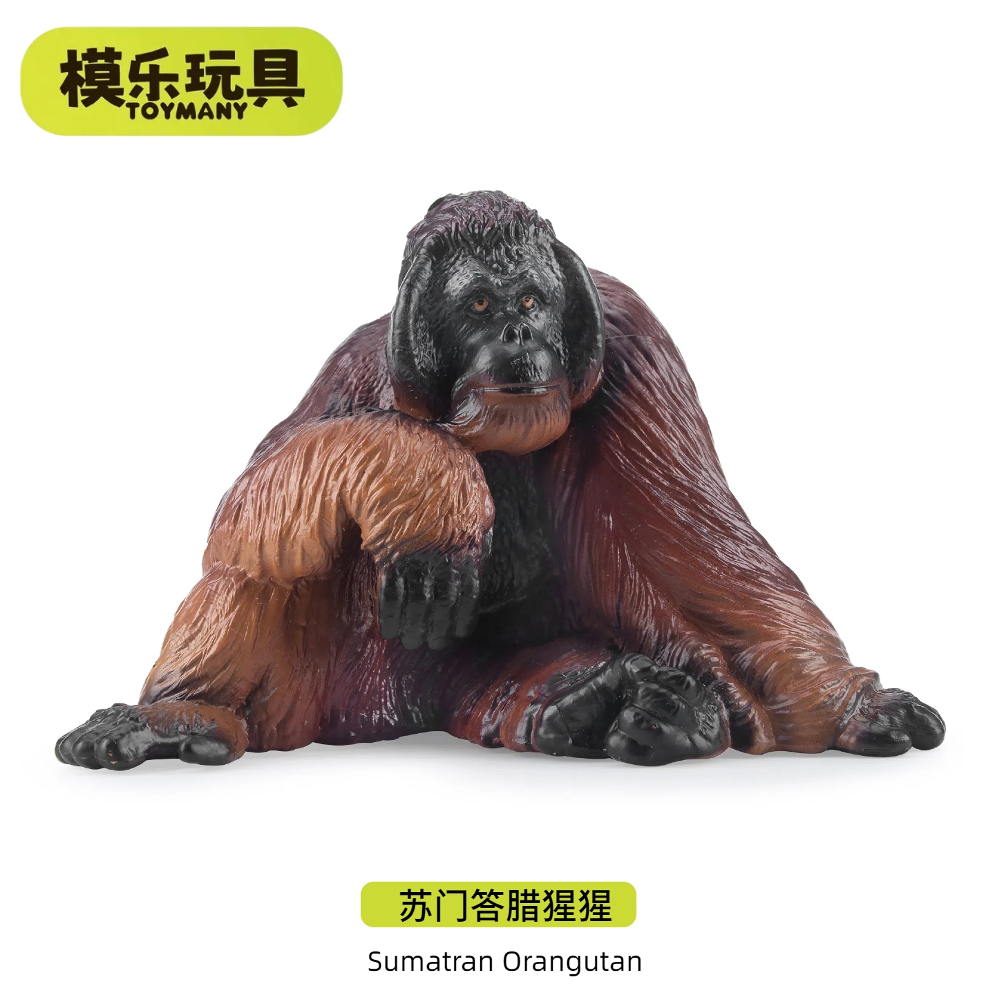 模乐玩具TOYMANY苏门答腊猩猩灵长类野生仿真动物模型儿童玩具