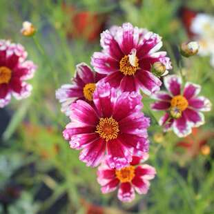 金鸡菊合集多色星云满月大爆炸系列旷野珊瑚小闹钟宿根丰花盆栽