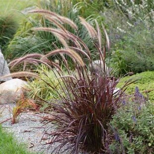庭院观赏草紫叶狼尾草火焰狼尾草喷泉狼尾草花园造景盆栽地栽易活