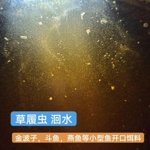 高密度草履虫洄水斗鱼可繁殖金波子活体草履虫鱼苗开口饵燕鱼青鳉