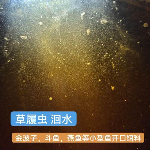 高密度草履虫洄水斗鱼可繁殖金波子活体草履虫鱼苗开口饵燕鱼青鳉