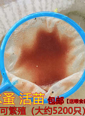 圆水蚤活体活苗鱼虫红虫水虱子水瘙鱼食卵饲料鱼苗可繁殖开口活食