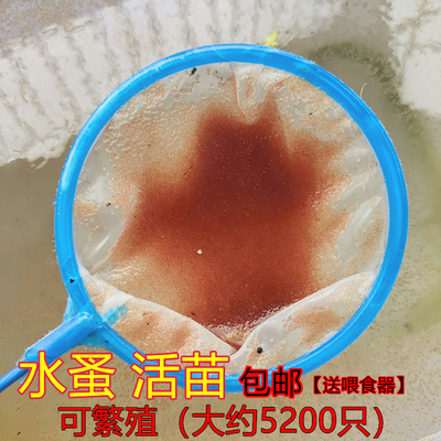 圆水蚤活体活苗鱼虫红虫水虱子水瘙鱼食卵饲料鱼苗可繁殖开口活食