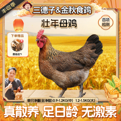 三德子  农家散养老母鸡 真土鸡走地鸡孕妇坐月子鸡汤滋补