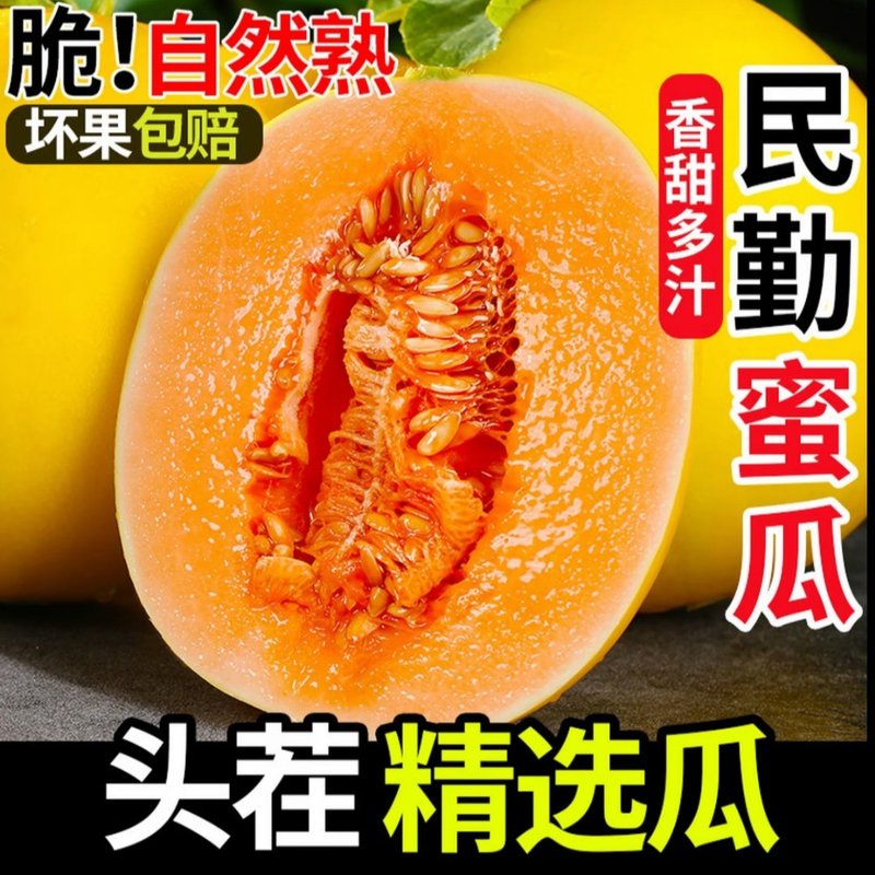 【民勤蜜瓜】甘肃民勤蜜瓜金红宝黄金蜜甜瓜产地直发新鲜采摘甘甜