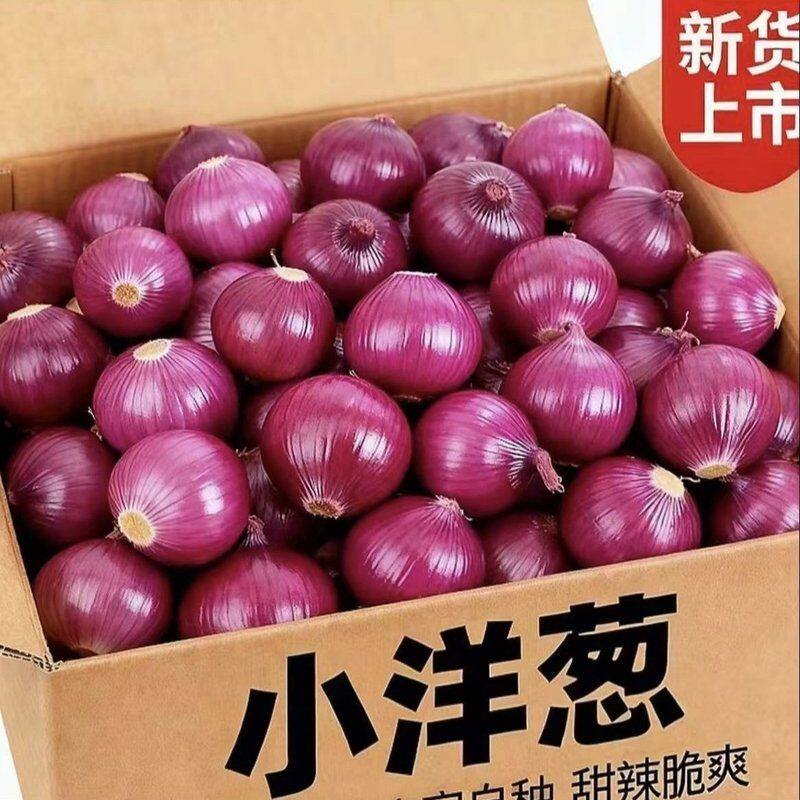 【珍珠小洋葱正宗紫皮】紫红皮小洋葱生吃微甜爆汁当季蔬菜现挖现