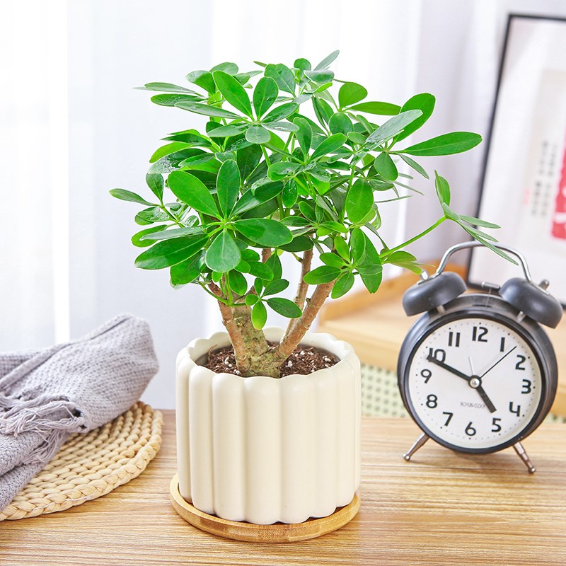 老桩鸭脚木盆栽八方来财绿植盆景四季常青观叶植物室内养绿色花卉