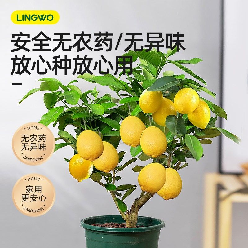 免稀释柠檬树专用营养液家用盆栽喜酸性绿植物花卉生根通用型肥料,鲜花速递/花卉仿真/绿植园艺,家庭园艺肥料,淘宝优惠券,粉丝福利购,淘宝优惠卷
