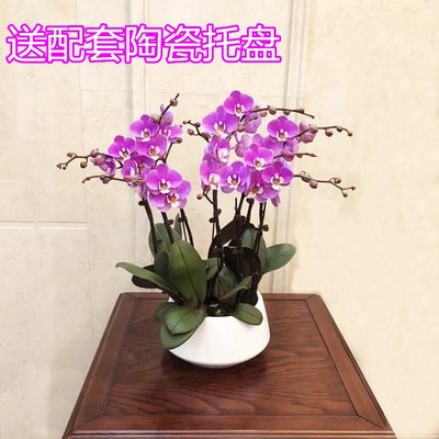 绿植陶瓷花盆家用大号室内简约玄关创意绿萝花盆大口径花盆盆栽