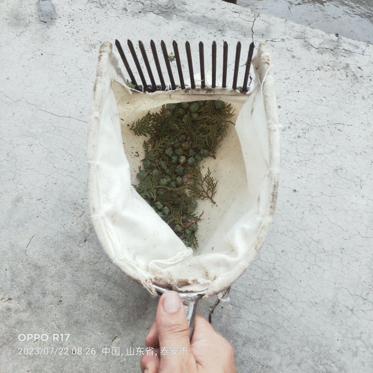 摘柏子采摘神器柏树山枣新款酸枣小枣自动扣开关