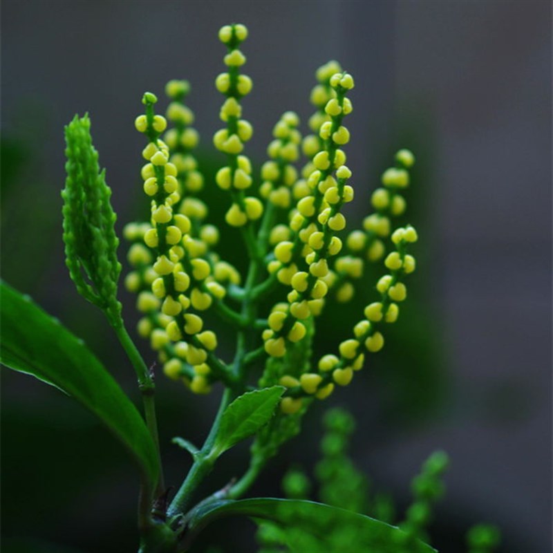 包邮阳台室内盆栽珠兰花苗 金粟兰 鸡爪兰 四季常绿 清香珠兰绿植