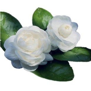 净化空气宝珠茉莉独杆尖叶虎头茉莉花苗阳台庭院盆栽芳香植物包邮