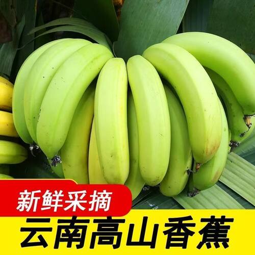 正宗云南青皮香蕉高山种植甜糯新鲜水果当季现摘香甜软糯口感