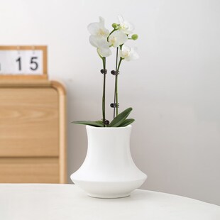 单株蝴蝶兰花盆套盆轻奢高级感高脚陶瓷花盆盆栽干花白色兰花花盆