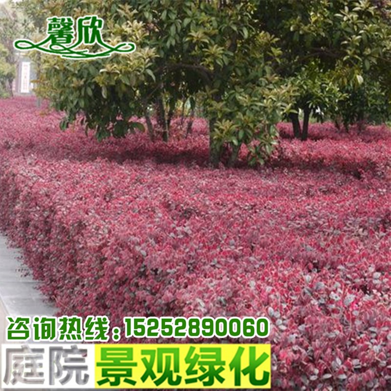 红花继木苗 庭院绿篱绿化苗 红花继木球 红桎木 四季红花继木小苗