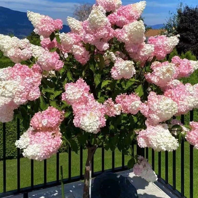 棒棒糖木绣球圆锥欧洲木绣球香草草莓绣球花苗庭院阳台多开花植物,鲜花速递/花卉仿真/绿植园艺,绣球/木绣球/木本植物,淘宝优惠券,粉丝福利购,淘宝优惠卷