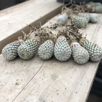 白斜子仙人掌科乳突属籽播实生仙人球拉丁学名Solisia pectinata