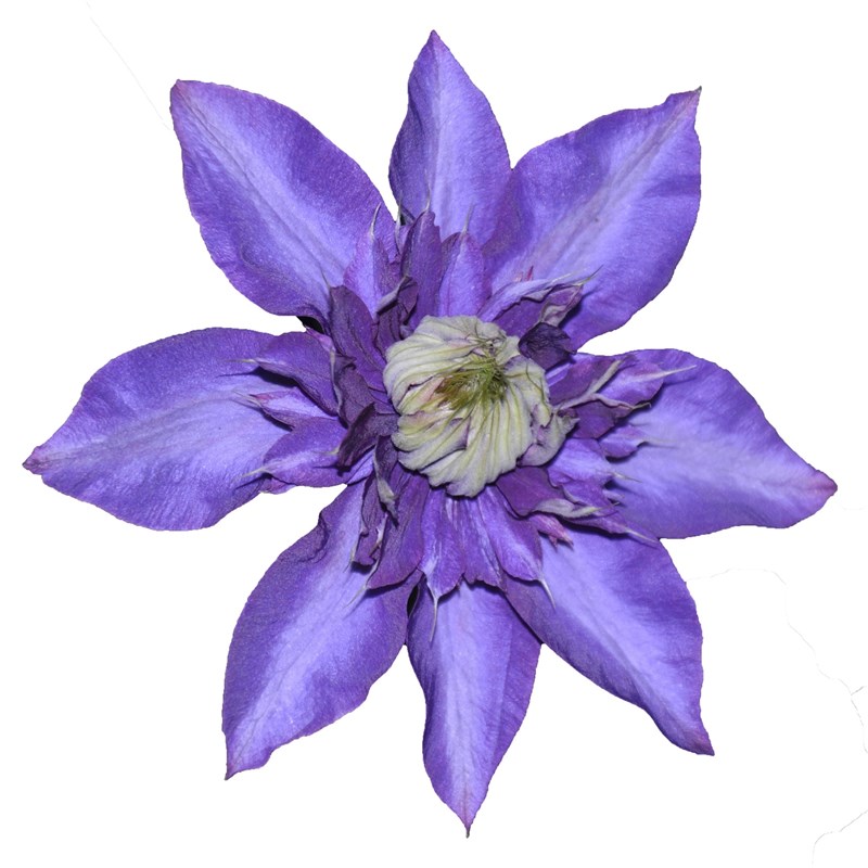 多蓝铁线莲花苗盆栽爬藤本皇后重瓣大花丰花多季开攀援花卉绿植物