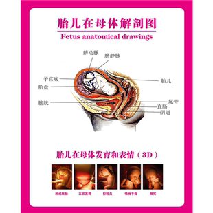 海报印制展板写真喷绘医院妇产科挂图胎儿在母体解剖图