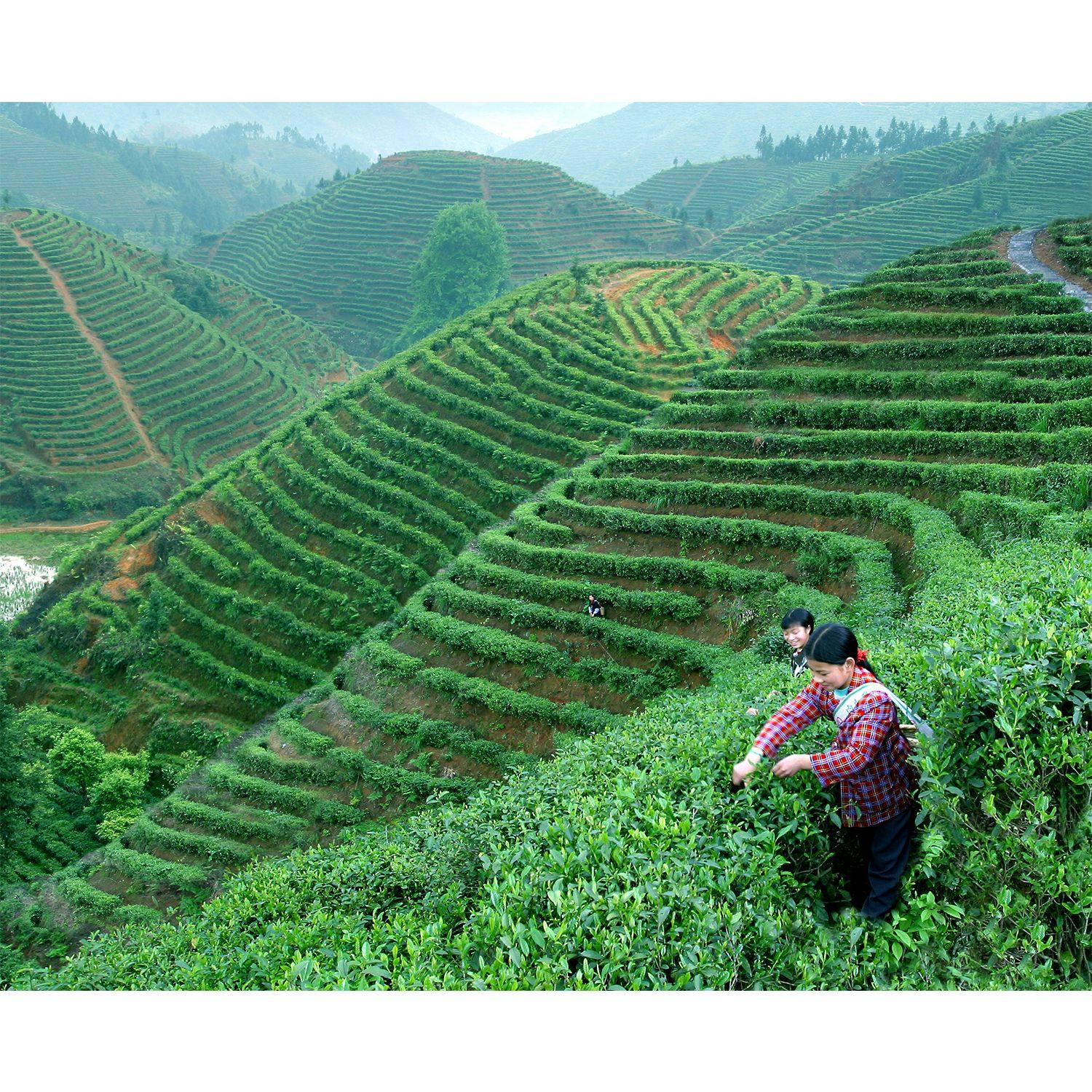 素材茶叶茶道茶文化茶海报海报展板茶园人海报印制,个性定制/设计服务/DIY,写真/海报印制,淘宝优惠券,粉丝福利购,淘宝优惠卷