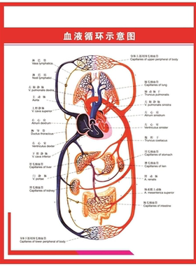 血液循环示意图人体解剖图自粘自贴画保健身体运动挂图