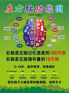 人体开发大脑左右脑部功能图宣传栏海报印制展板写真喷绘挂图墙贴