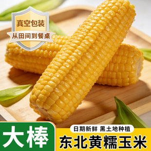 东北黄糯玉米真空包装水果玉米糯玉米2025年新鲜玉米大棒玉米小段