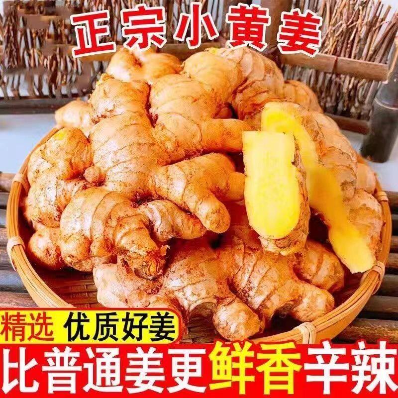 正宗云南小黄姜新鲜现挖老姜新姜