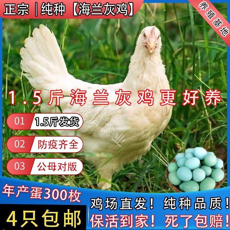 一斤正宗海兰灰宠物鸡高产蛋王海兰褐蛋鸡红毛土鸡下蛋鸡白来航鸡,宠物/宠物食品及用品,宠物鸡,淘宝优惠券,粉丝福利购,淘宝优惠卷