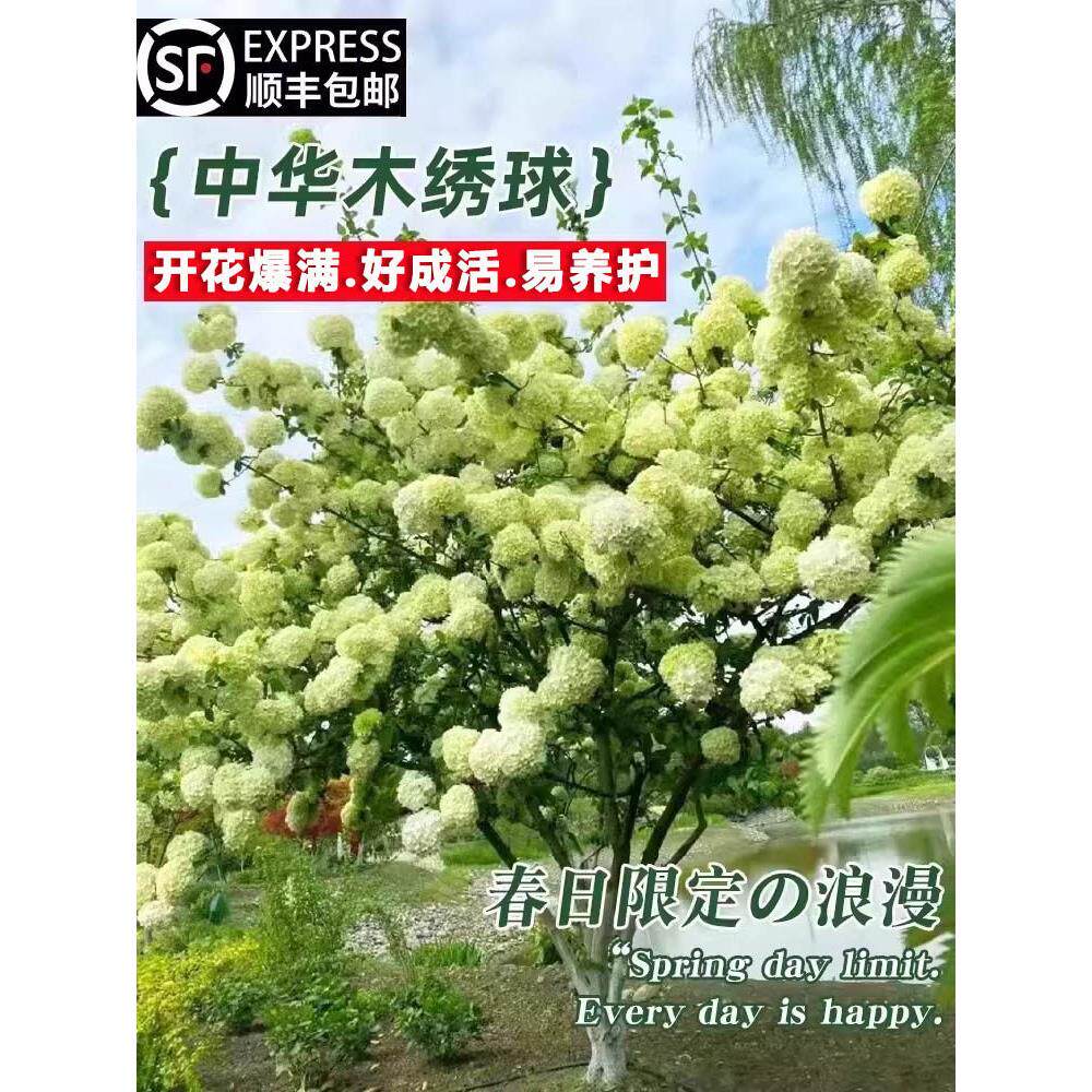 中华木绣球树苗庭院室外地栽斗球麻球耐寒绣球花木本老桩植物盆栽