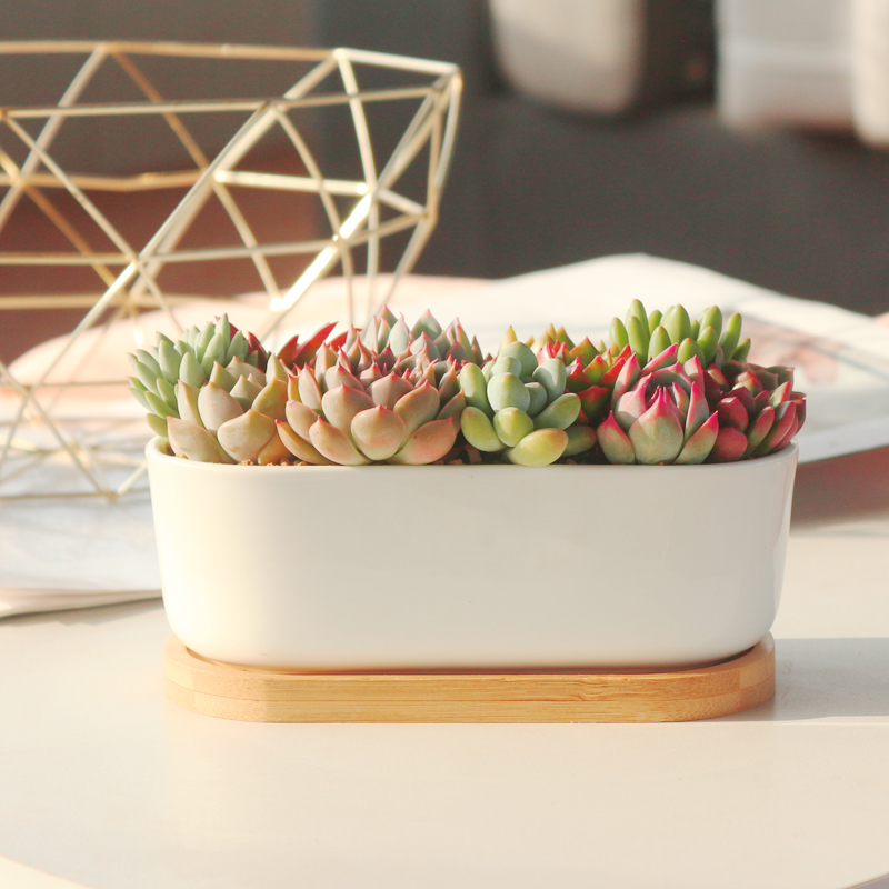 镜绿繁花似锦【成品发货】多肉植物组合新款肉肉室内花卉陶瓷盆栽