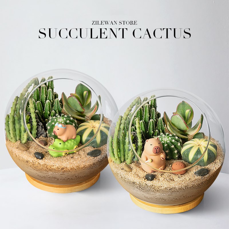 多肉植物组合盆栽仙人掌仙人球办公桌面diy绿植盆栽懒人室内好养