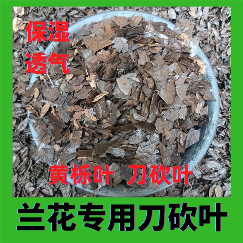 腐熟刺栗叶发酵刀砍叶黄栗叶瓜子叶兰花专用土兰花植料兰花配料