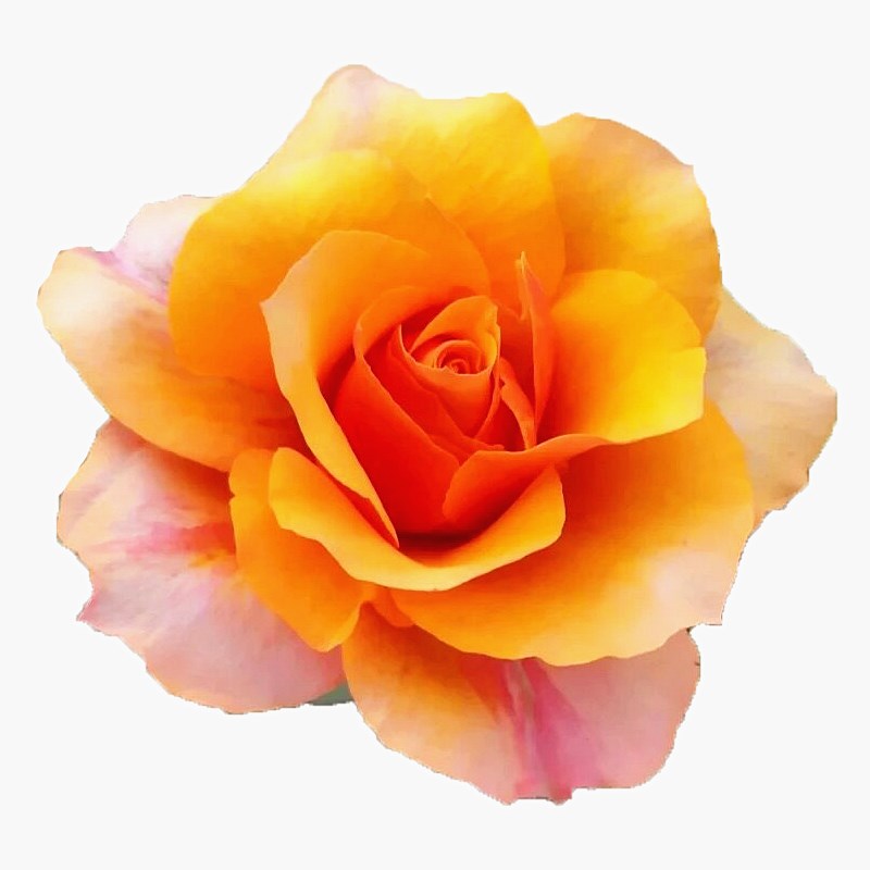 艾帕索月季花苗四季浓香灌木大花苗阳台盆栽庭院地栽切花玫瑰欧月