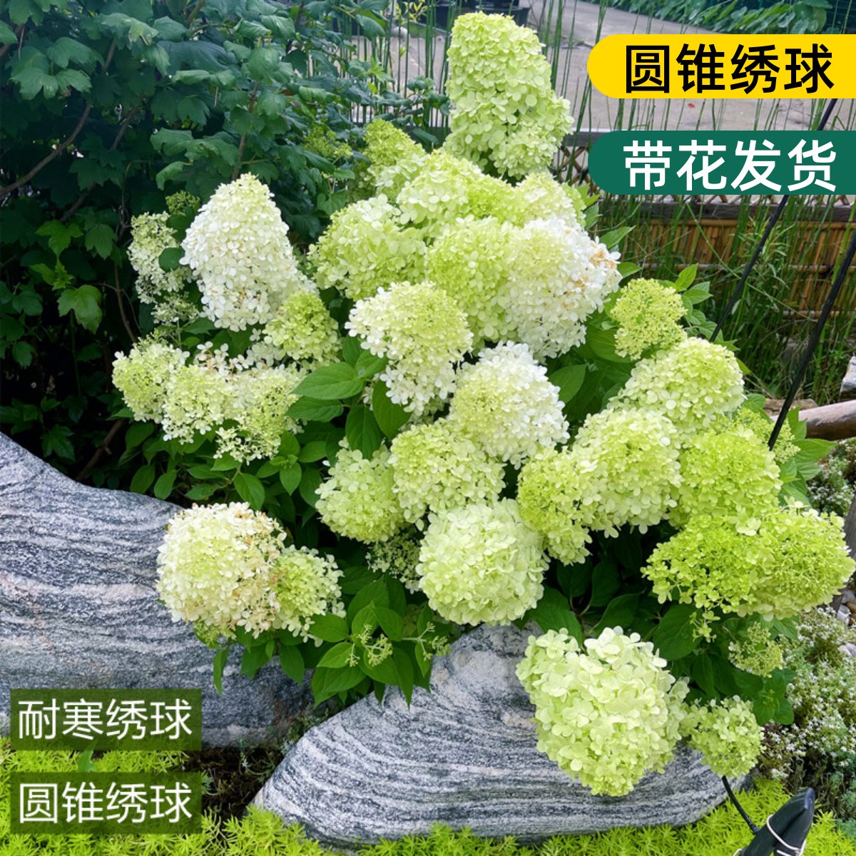 圆锥绣球木绣球花苗耐晒北极熊室内外耐寒香草草莓石灰灯花卉庭院