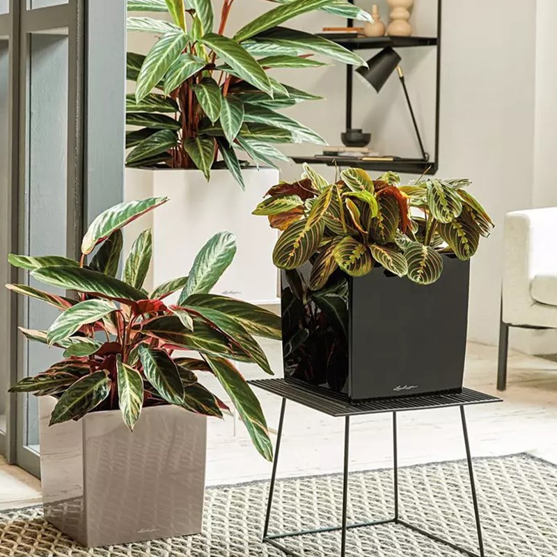 Lechuz德国自动吸水花盆酒店地面大号方形绿植树脂cube 0